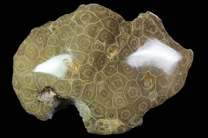 Polished Fossil Coral (Actinocyathus) - Morocco #100718